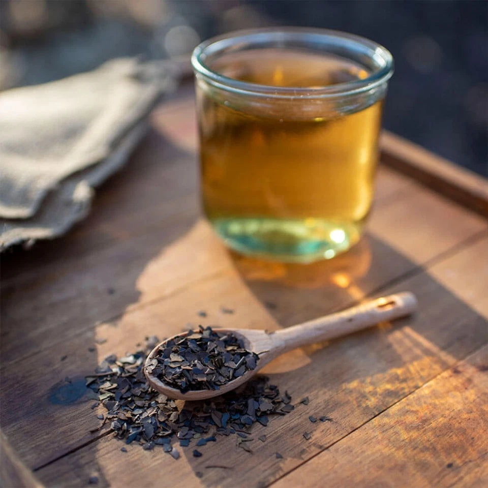 Organic Yaupon Holly Seeds Natural Caffeine Tea Plant Coffee Alternative