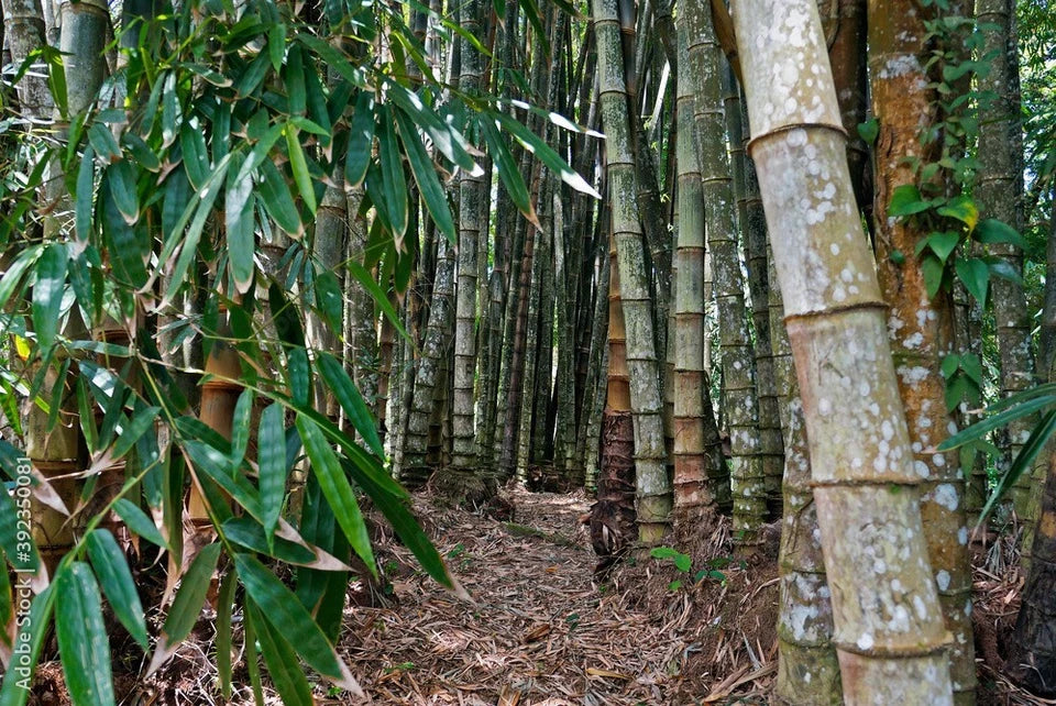 Huge Dragon Bamboo Seeds | Perennial Ornamental Privacy Plant | Fast Shiping