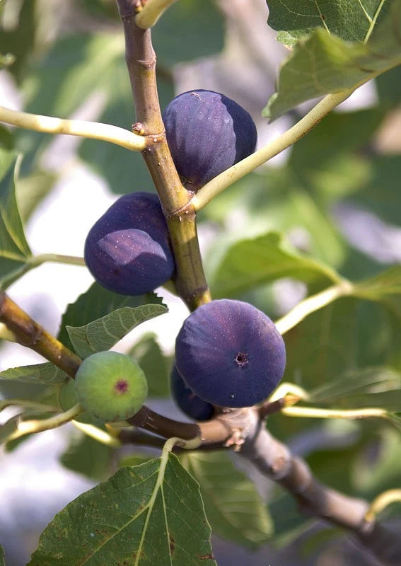 Texas Blue Giant Fig Seeds Large Sweet Fruit Tree Garden USA