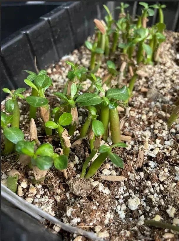 Adenium Obesum Mixed Color Seeds Desert Rose Bonsai Succulent Plant Rare
