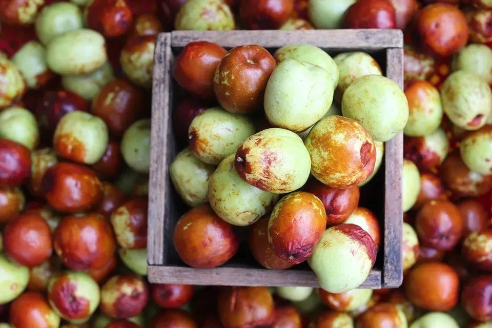 Jujube Tree Seeds | Red Chinese Date | Indian Plum | Hardy Fast-Growing Super