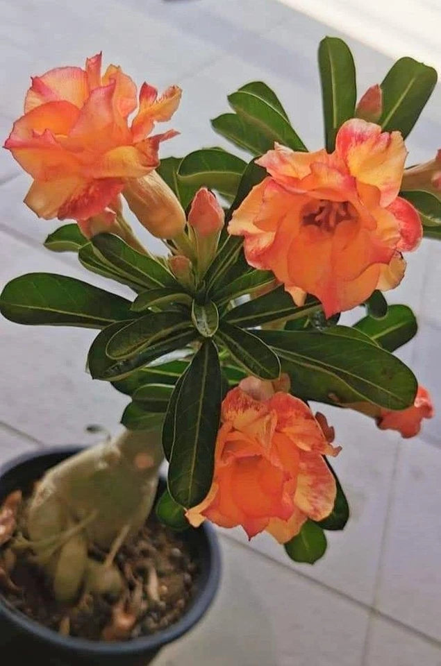 "Phoenix Blush" Desert Rose Seeds Red Orange Blooming Adenium