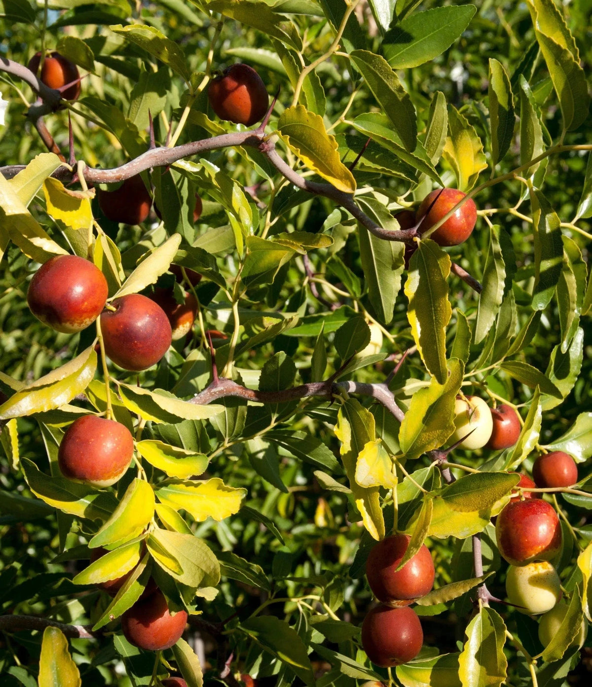 Jujube Tree Seeds | Red Chinese Date | Indian Plum | Hardy Fast-Growing Super