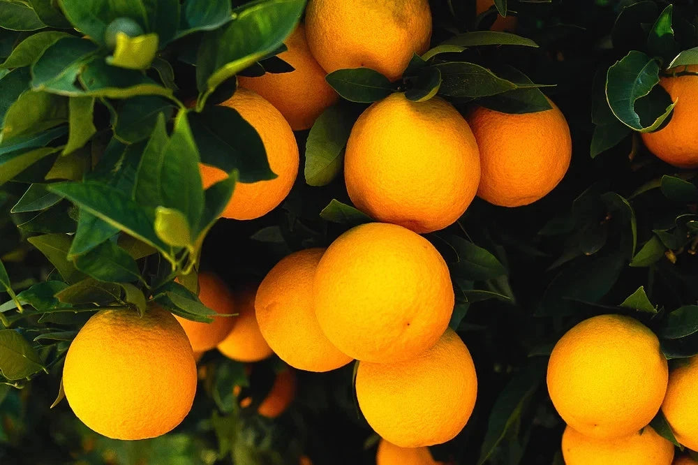 Dwarf Mandarin Orange Tree Organic Seeds – Citrus reticulata