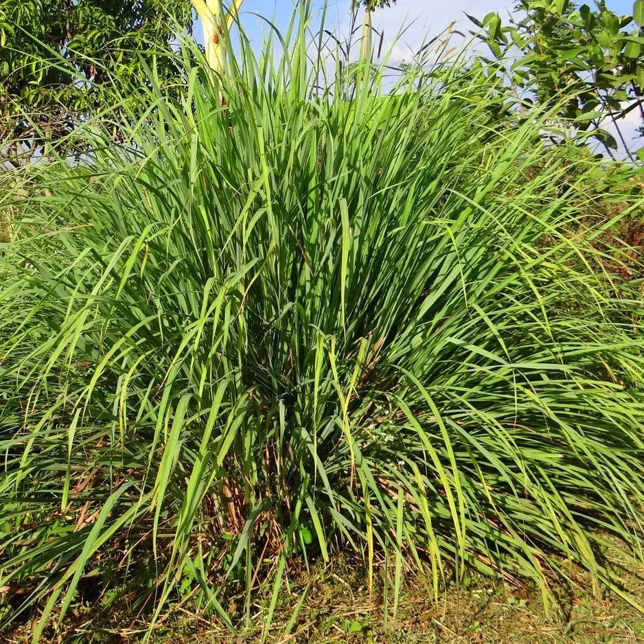 Lemongrass Seeds – Cymbopogon Citratus – Tropical Herb Seeds for Planting