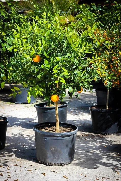 Dwarf Mandarin Orange Tree Organic Seeds – Citrus reticulata