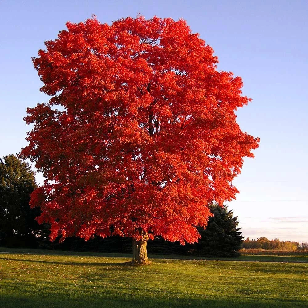 Acer Rubrum Red Maple Bonsai Seeds Rare Tree Plant Home Garden Bonsai