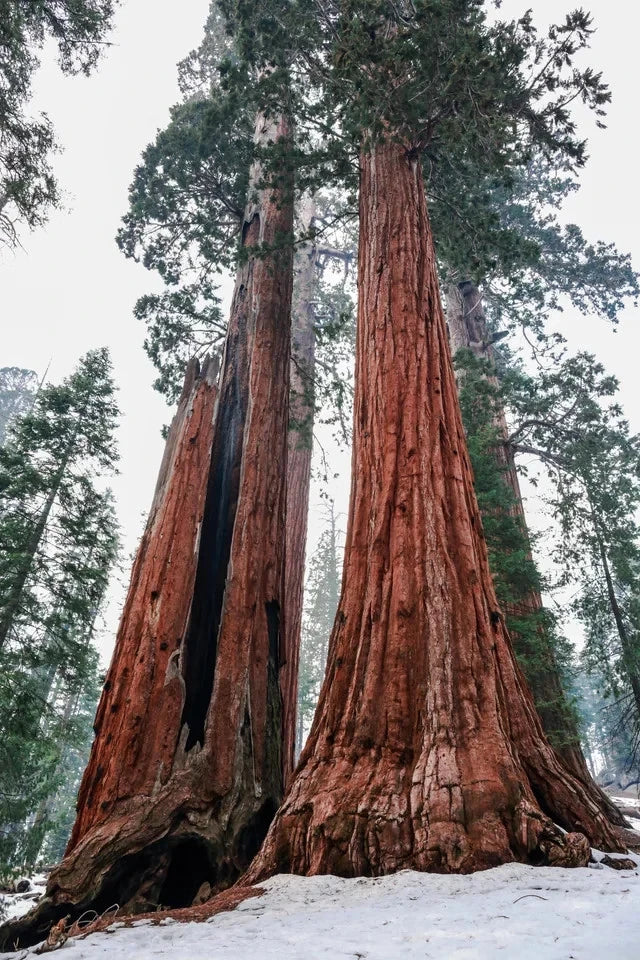 Giant Sequoia Seeds (Sequoiadendron giganteum)