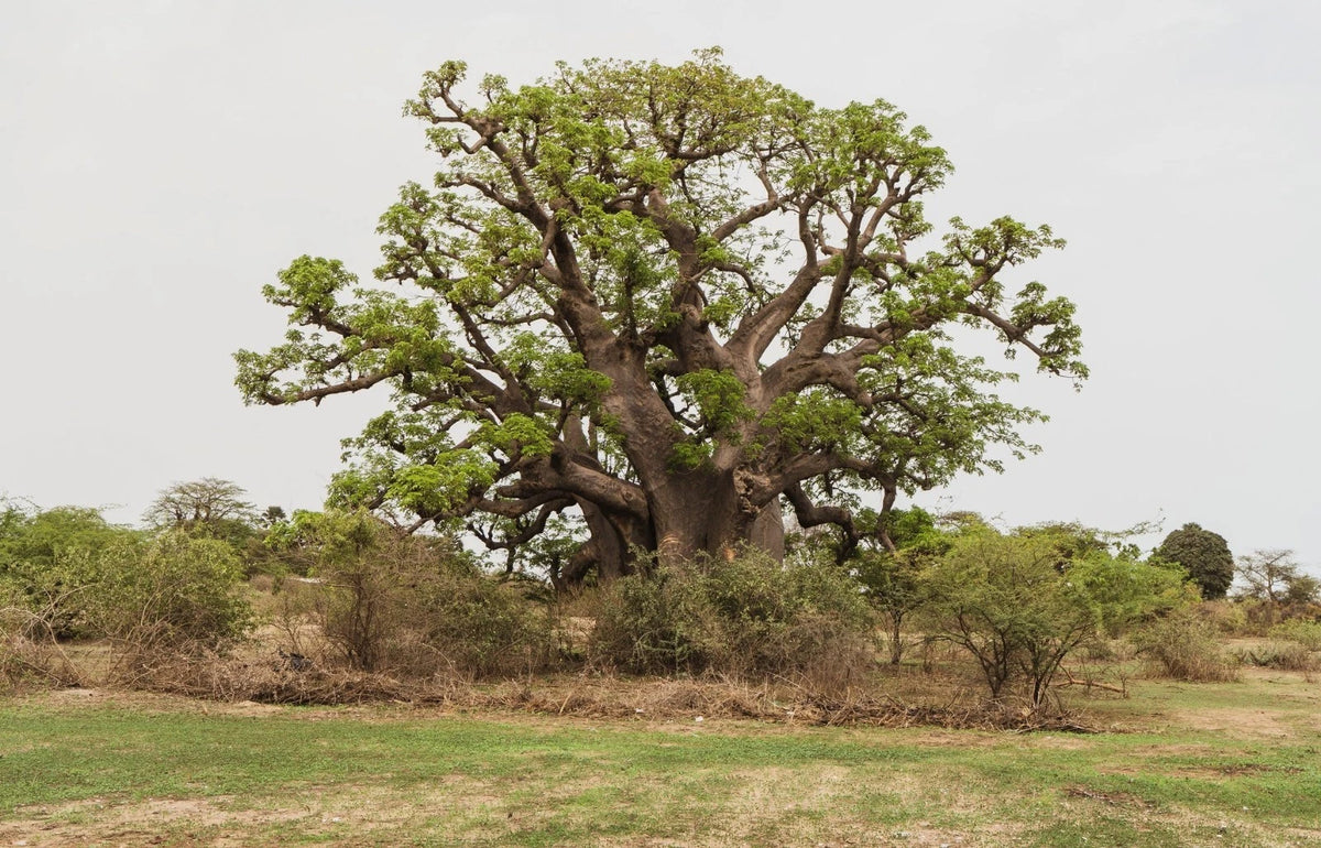 Seeds – African Baobab Tree (Adansonia digitata) – Rare Caudex Bonsai Plant