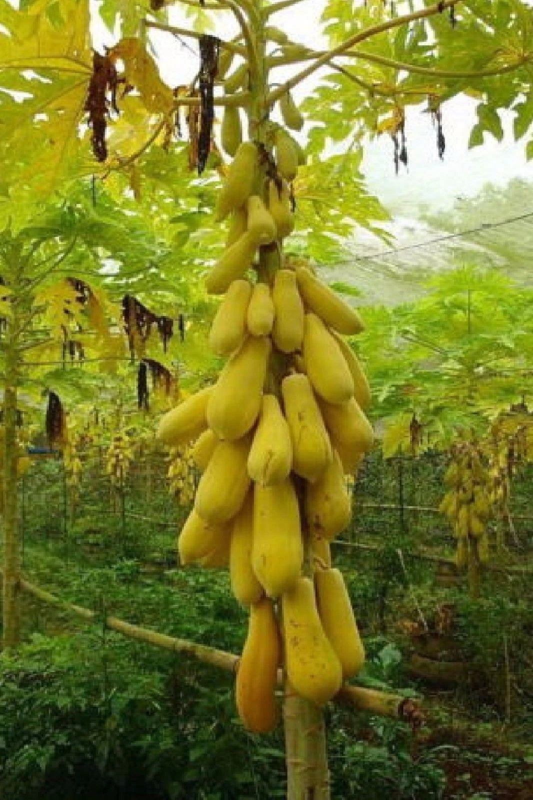 Golden Papaya Seeds – Sweet Tropical Fruit Tree – Fast Growing Exotic Plant