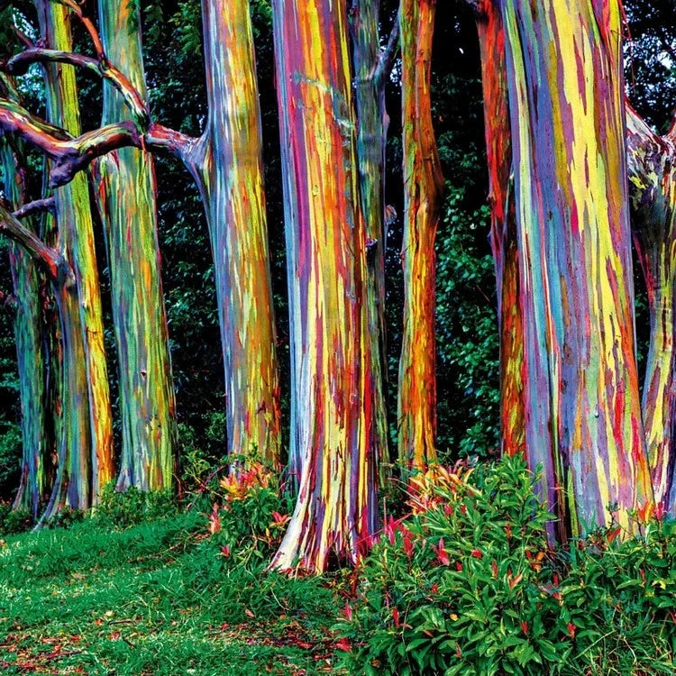 Rainbow Eucalyptus Tree Seeds | Fast-Growing Colorful Bark | Rare Perennial