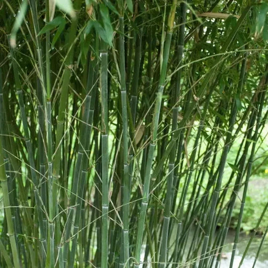 Bissetii Bamboo Seeds | Privacy Climbing Garden Seeds | Fast Growing Screen