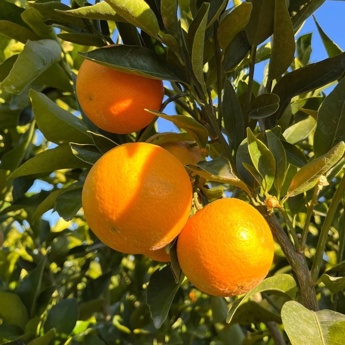 Dwarf Mandarin Orange Tree Organic Seeds – Citrus reticulata
