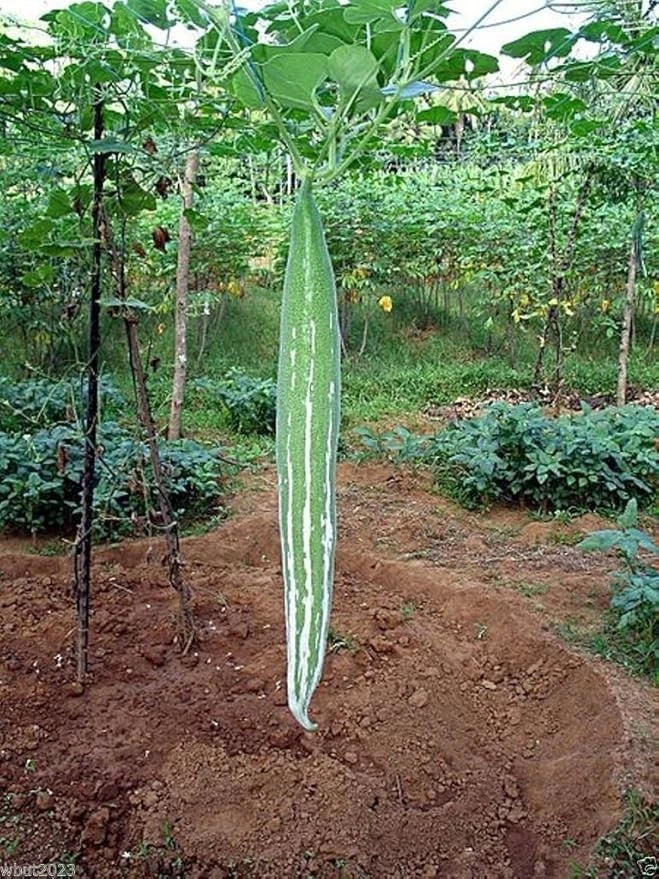 Snake Gourd Seeds Chichinda Long Serpent Gourd 8–10 Ft Vegetable