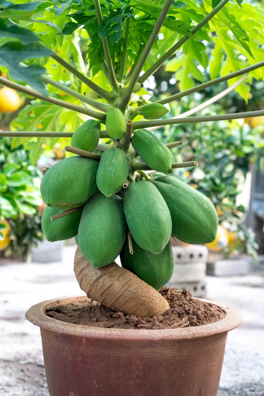 Dwarf Solo Waimanalo Papaya Seeds – Carica Papaya – Fast Fruiting Houseplant
