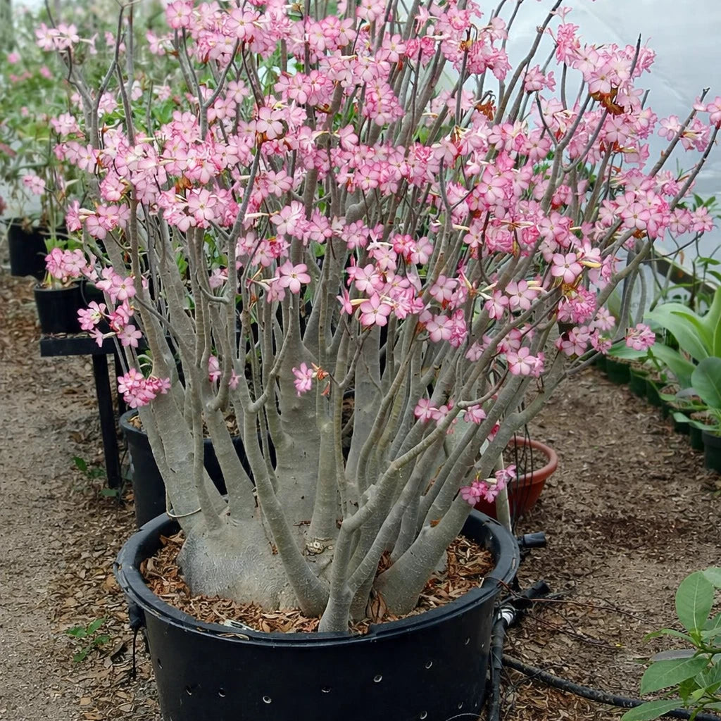 Adenium Arabicum Seeds Rachinee Pan Dok Rare Caudex Desert Rose