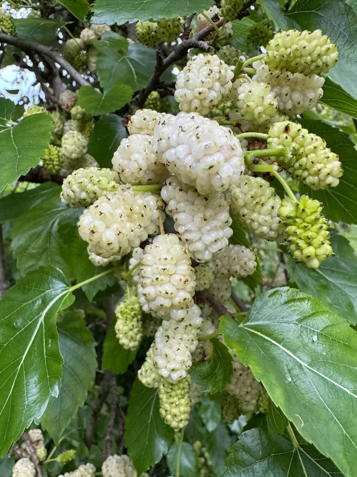 White Mulberry Seeds – Morus alba – Non-GMO, Open-Pollinated Heirloom