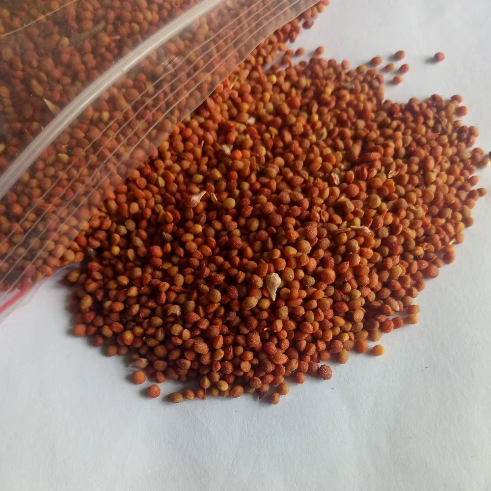 White Mulberry Seeds – Morus alba – Non-GMO, Open-Pollinated Heirloom