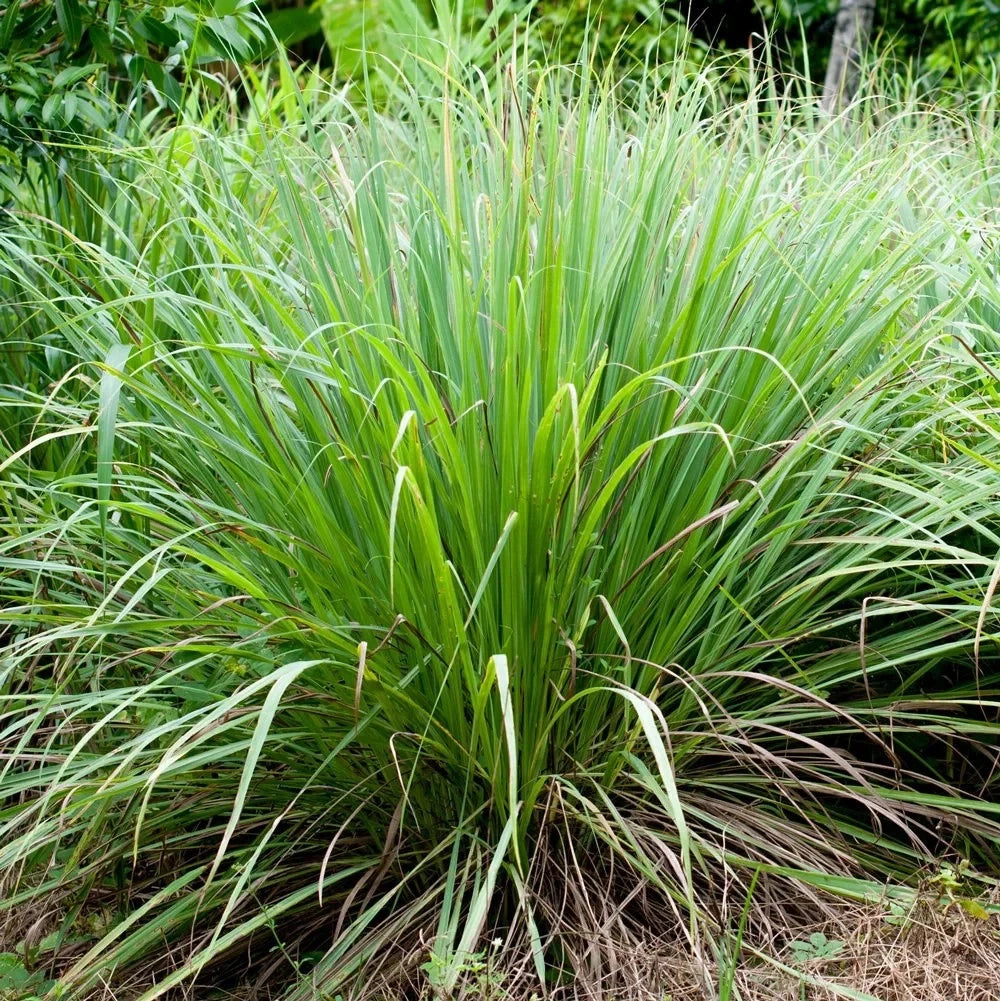 Lemongrass Seeds – Cymbopogon Citratus – Tropical Herb Seeds for Planting