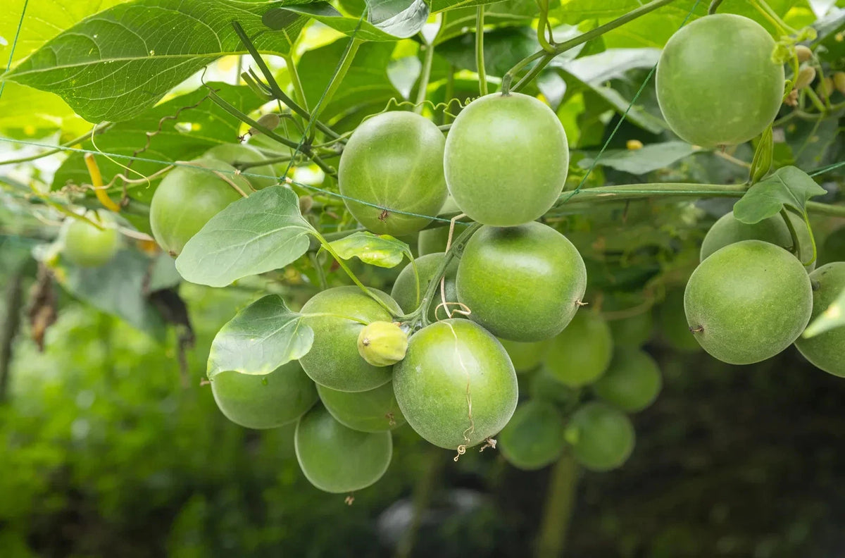 Luo Han Guo Seeds (Siraitia grosvenorii) Monk Fruit Plant Sweet Herb Rare