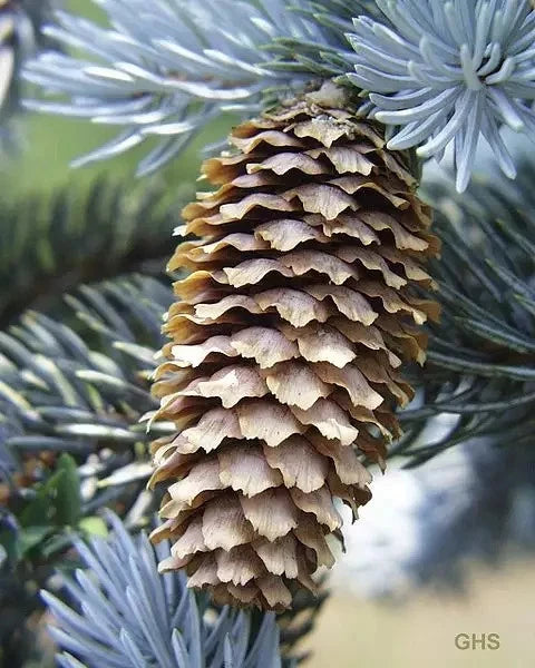 Colorado Blue Spruce Seeds – Picea pungens glauca Evergreen