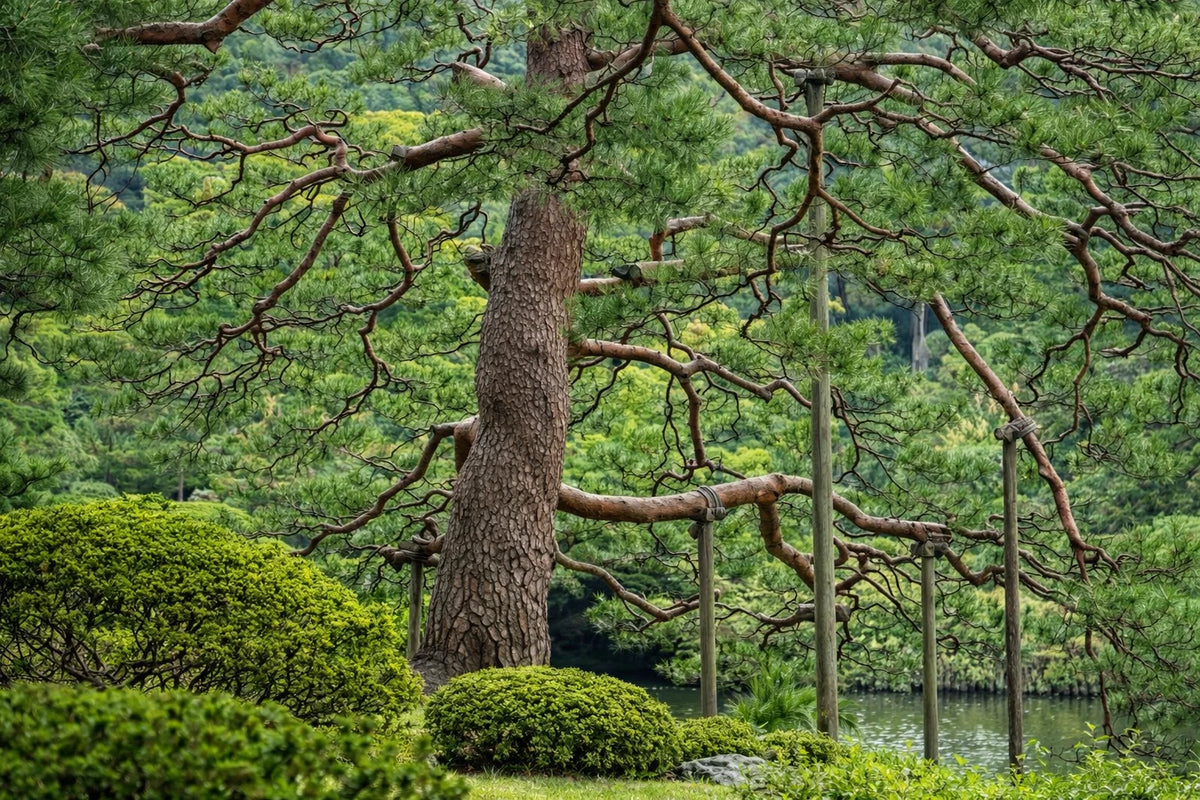 Japanese Red Pine Seeds Pinus densiflora Evergreen Bonsai Tree