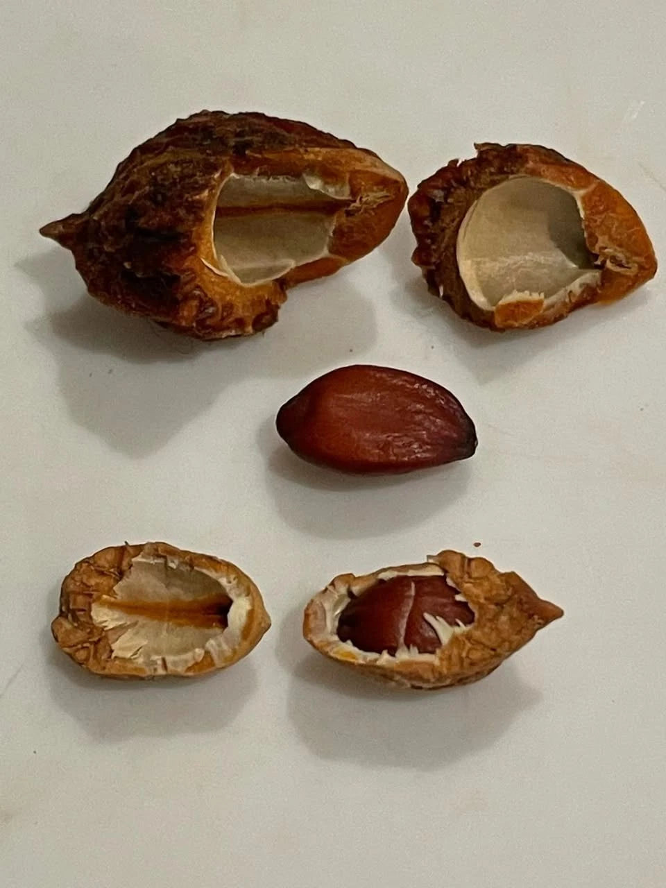Jujube Tree Seeds | Red Chinese Date | Indian Plum | Hardy Fast-Growing Super