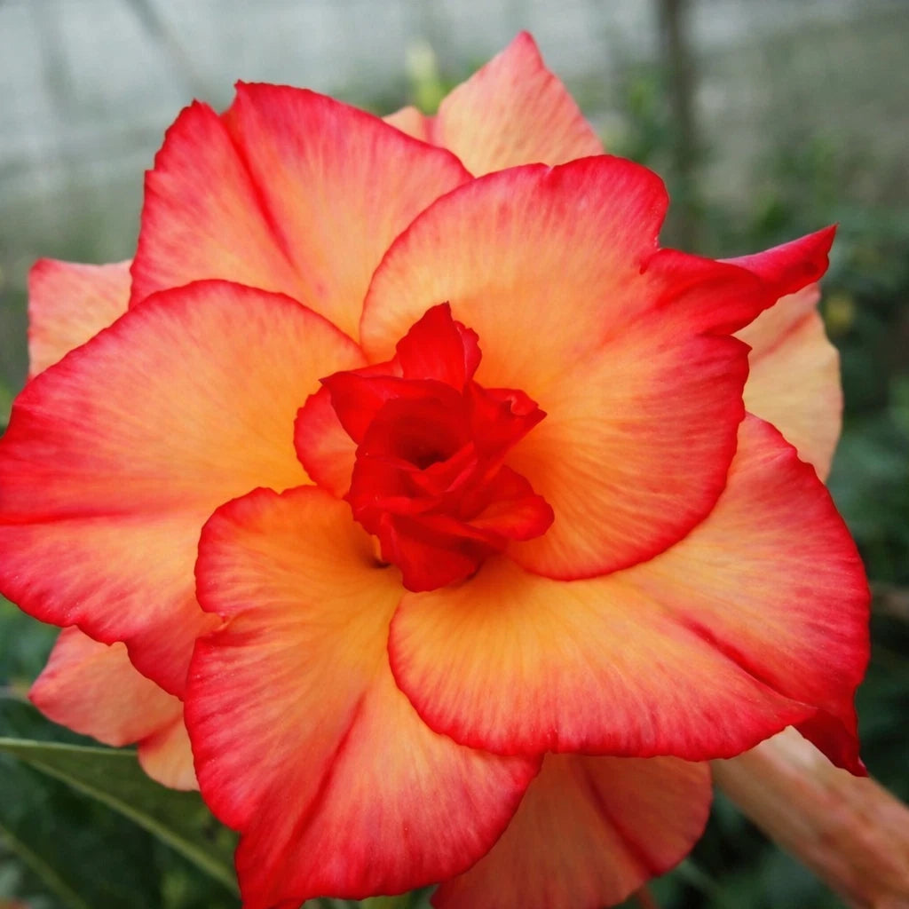"Phoenix Blush" Desert Rose Seeds Red Orange Blooming Adenium