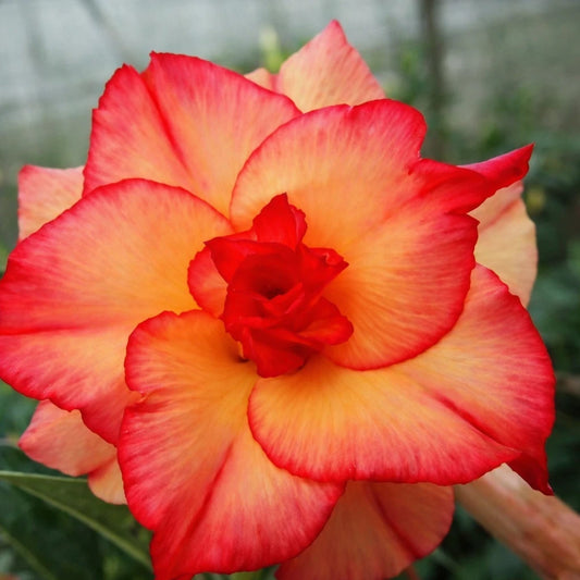 "Phoenix Blush" Desert Rose Seeds Red Orange Blooming Adenium