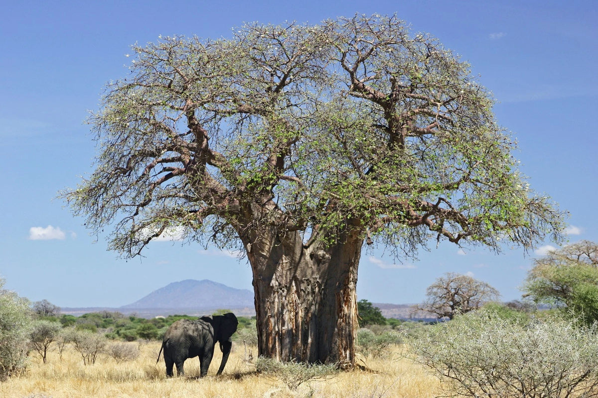 Seeds – African Baobab Tree (Adansonia digitata) – Rare Caudex Bonsai Plant