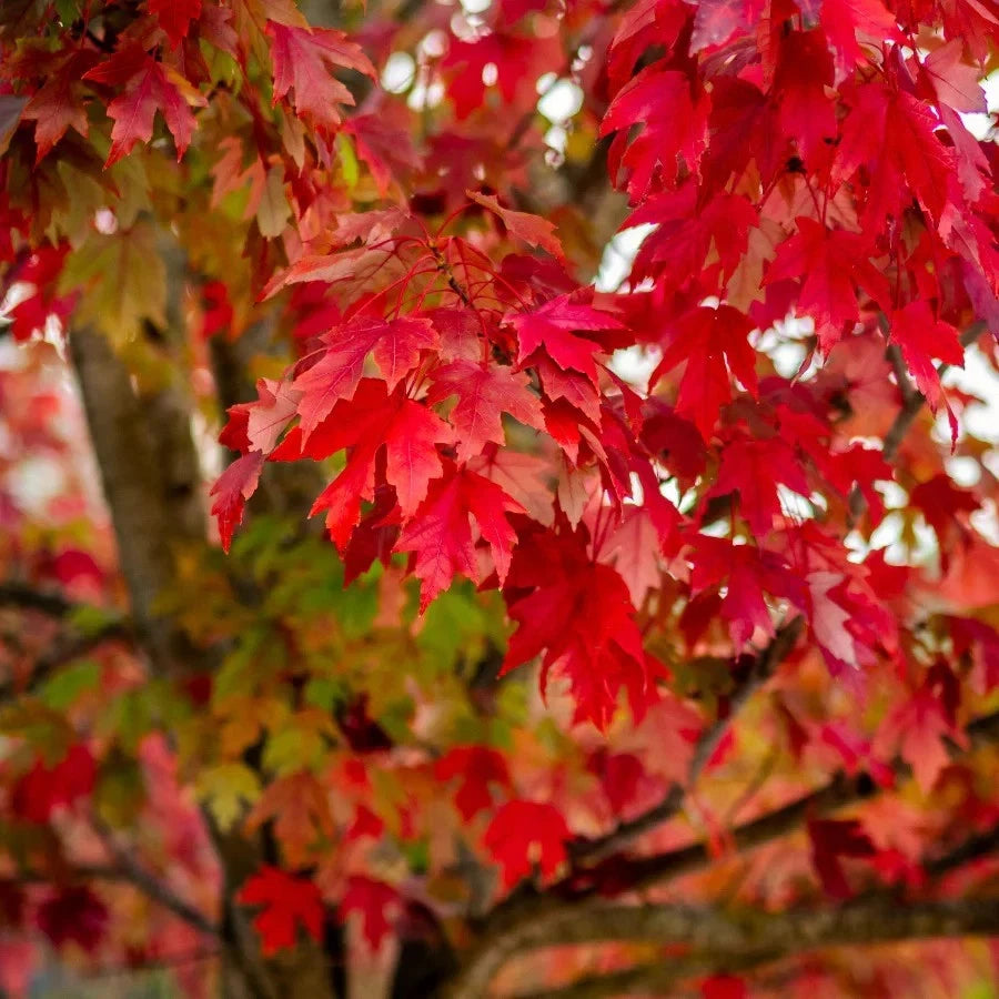 Acer Rubrum Red Maple Bonsai Seeds Rare Tree Plant Home Garden Bonsai