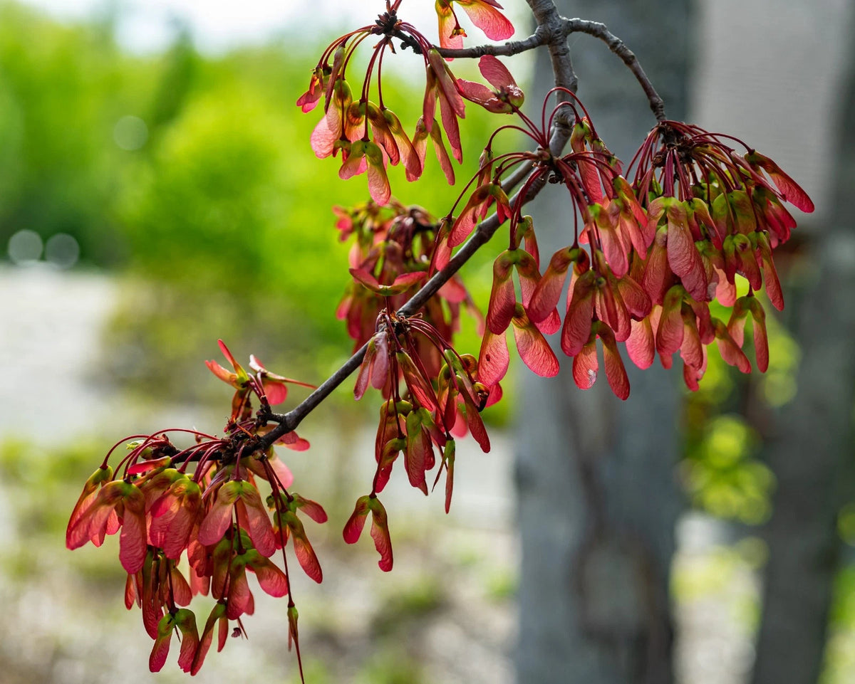 Acer Rubrum Red Maple Bonsai Seeds Rare Tree Plant Home Garden Bonsai