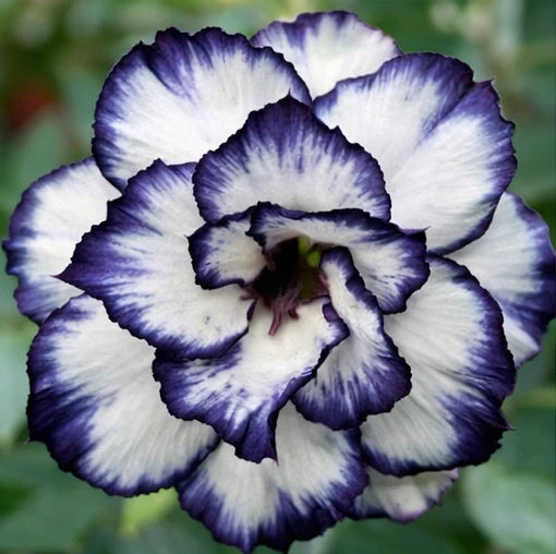 Adenium Somalense “Black Somalense” Seeds Rare Dark Desert Rose