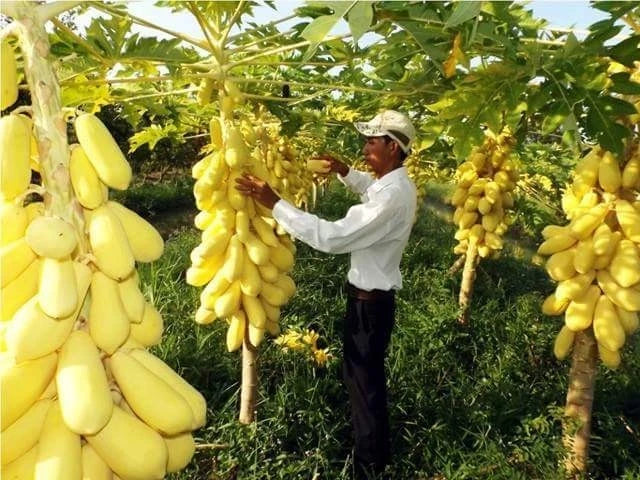 Golden Papaya Seeds – Sweet Tropical Fruit Tree – Fast Growing Exotic Plant
