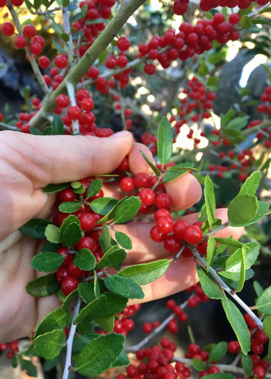 Organic Yaupon Holly Seeds Natural Caffeine Tea Plant Coffee Alternative
