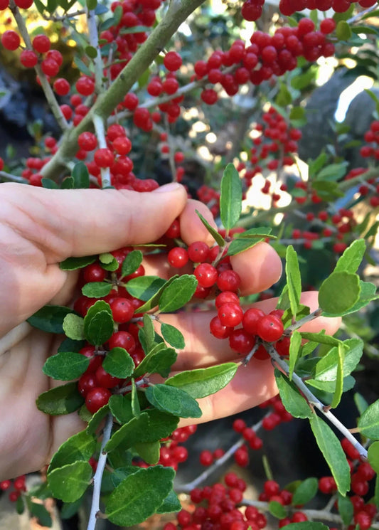 Organic Yaupon Holly Seeds Natural Caffeine Tea Plant Coffee Alternative