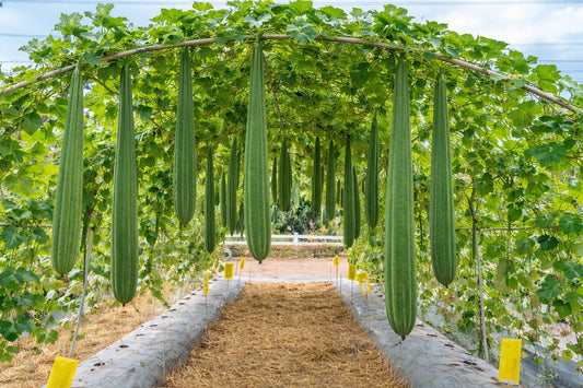 Super Long Luffa Gourd Seeds - Non-GMO, Loofah Sponge Gourd Seeds