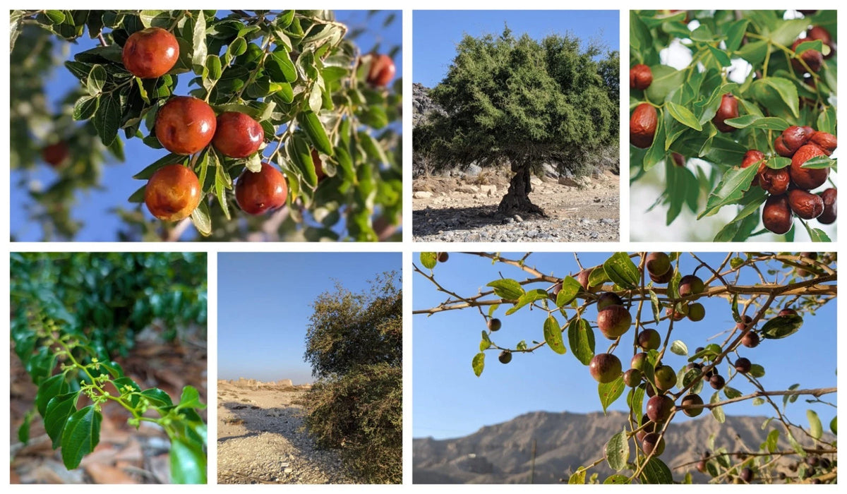 Jujube Tree Seeds | Red Chinese Date | Indian Plum | Hardy Fast-Growing Super