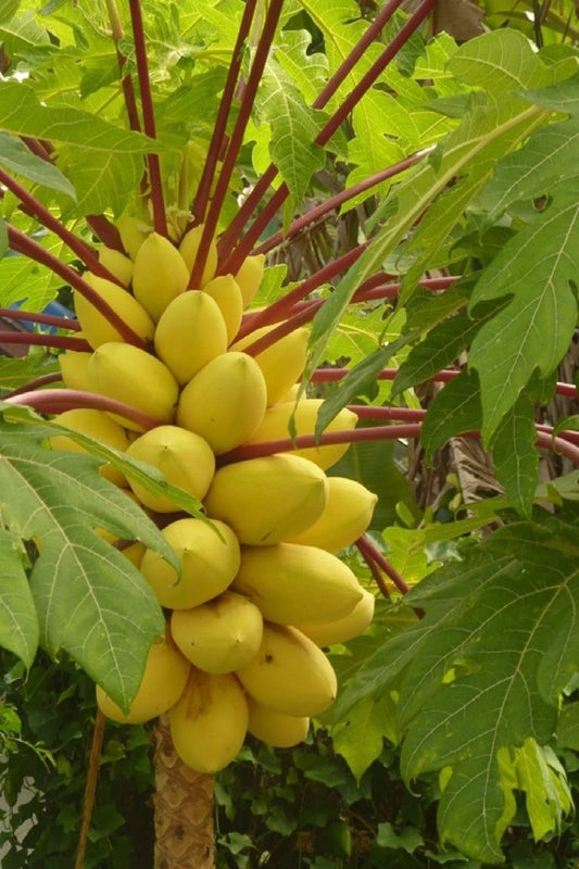 Golden Papaya Seeds – Sweet Tropical Fruit Tree – Fast Growing Exotic Plant