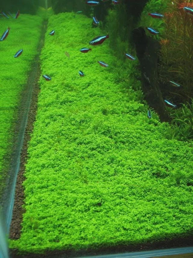 Aquarium Carpet Plant Seeds Aquatic Grass for Fish Tank Decoration