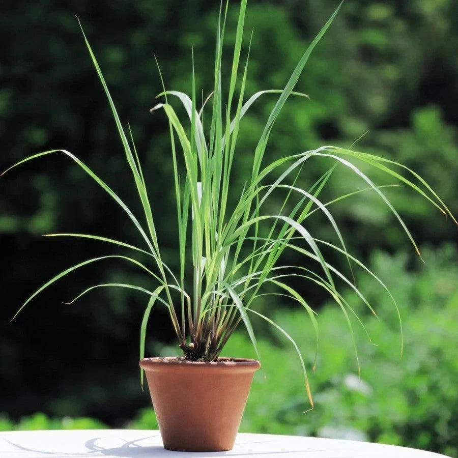 Lemongrass Seeds – Cymbopogon Citratus – Tropical Herb Seeds for Planting