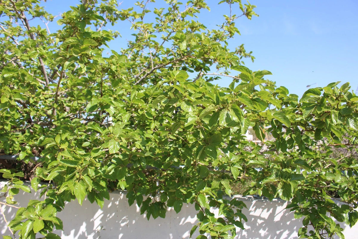 White Mulberry Seeds – Morus alba – Non-GMO, Open-Pollinated Heirloom