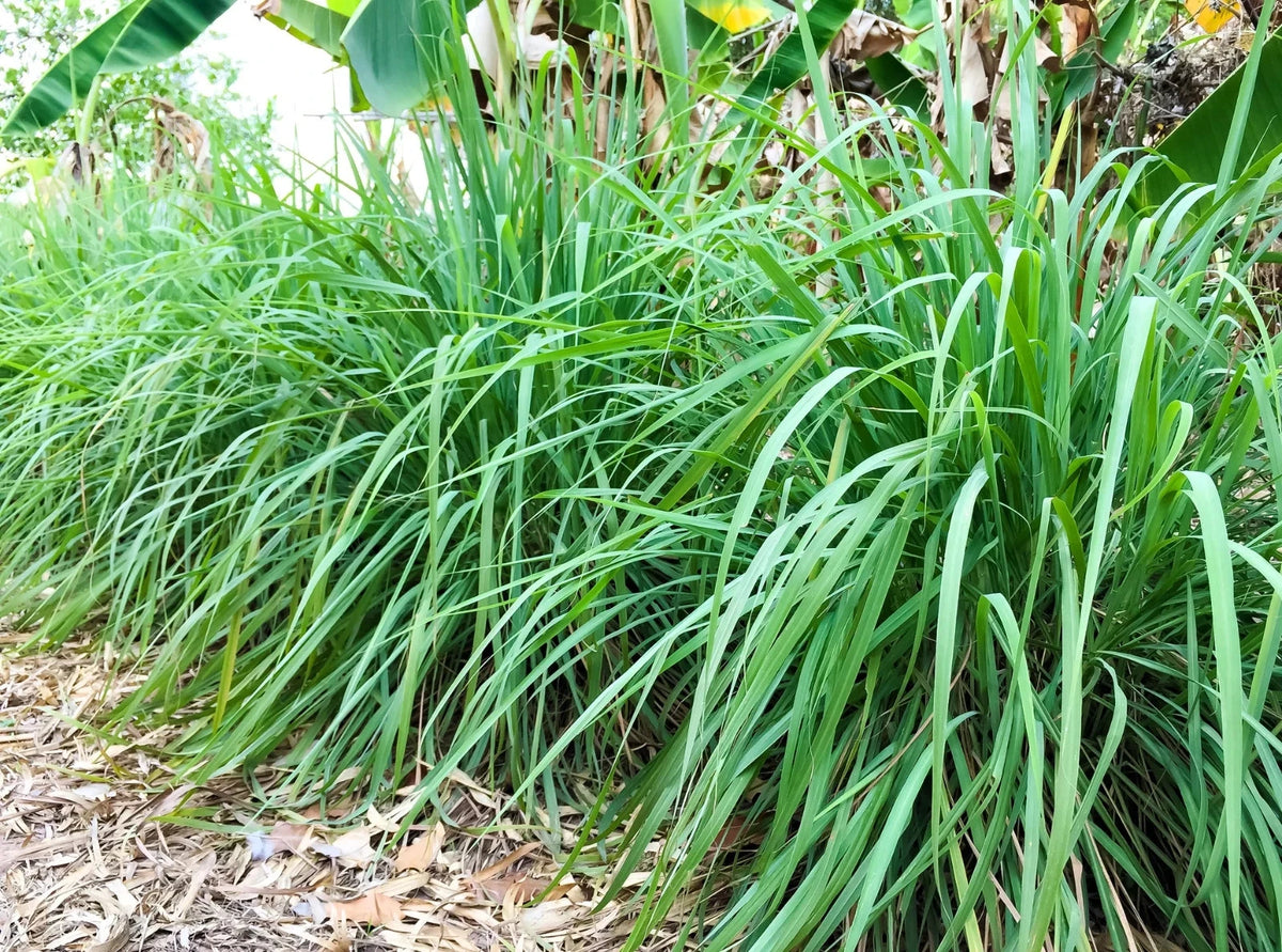 Lemongrass Seeds – Cymbopogon Citratus – Tropical Herb Seeds for Planting