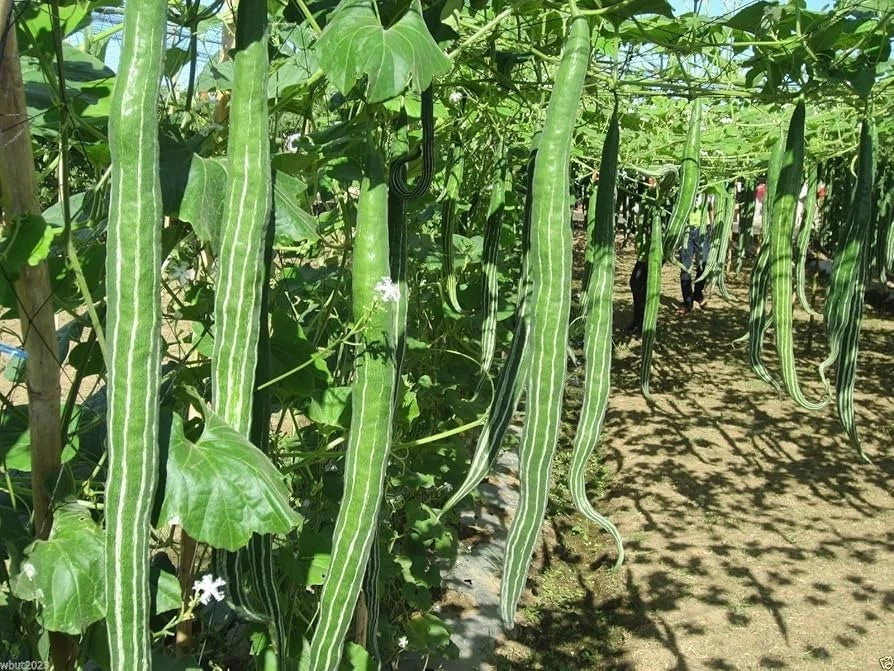 Snake Gourd Seeds Chichinda Long Serpent Gourd 8–10 Ft Vegetable