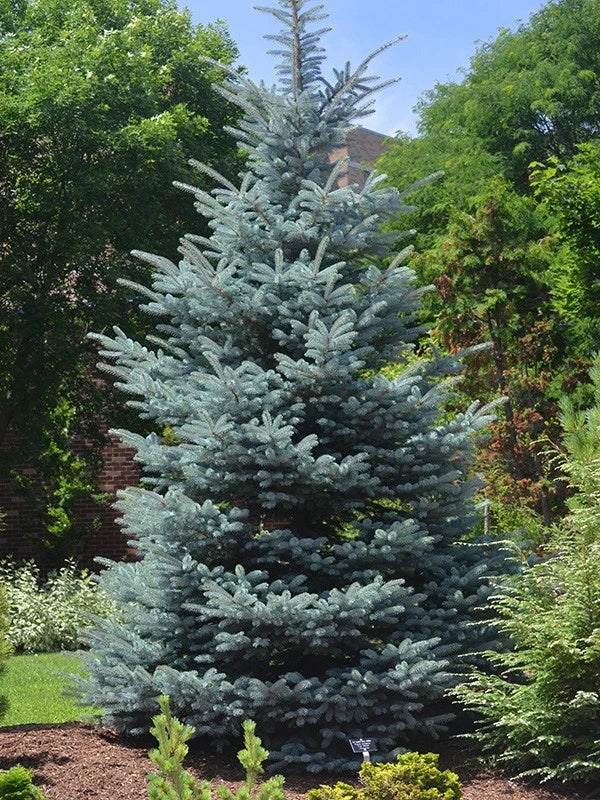 Colorado Blue Spruce Seeds – Picea pungens glauca Evergreen