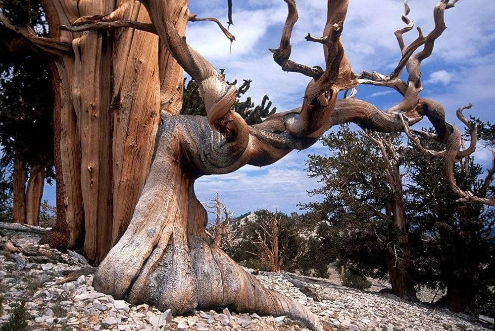 Bristlecone Pine Seeds Pinus aristata Oldest Living Tree Rocky Mountain