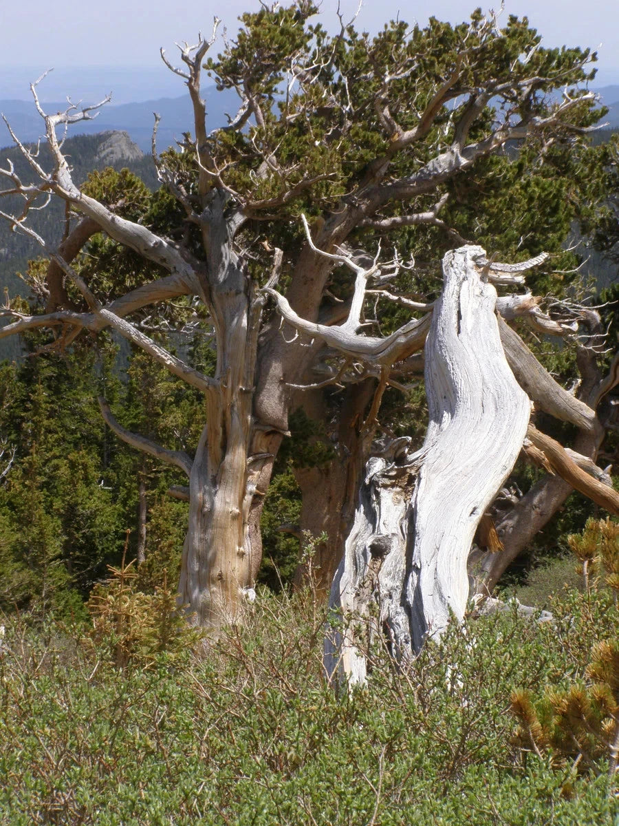 Bristlecone Pine Seeds Pinus aristata Oldest Living Tree Rocky Mountain