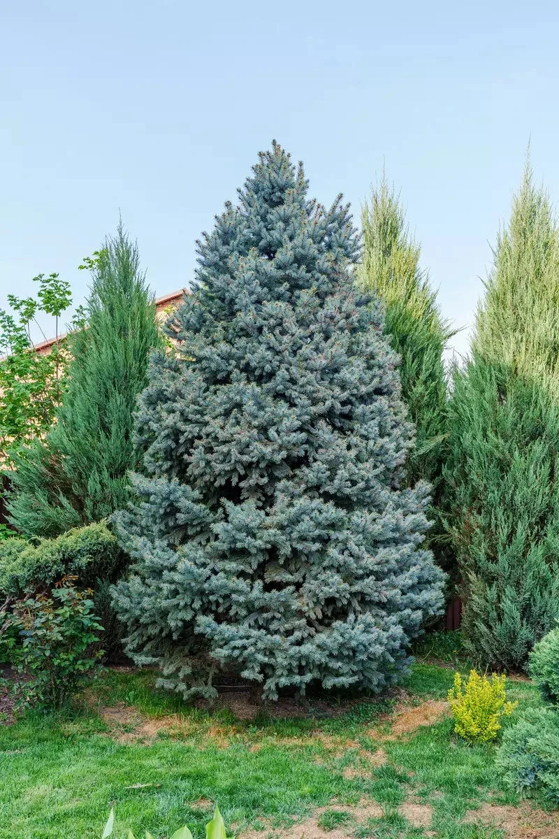 Colorado Blue Spruce Seeds – Picea pungens glauca Evergreen