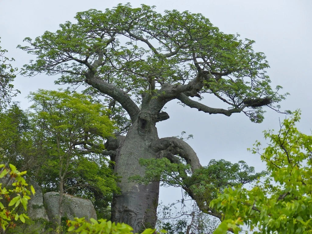 Seeds – African Baobab Tree (Adansonia digitata) – Rare Caudex Bonsai Plant