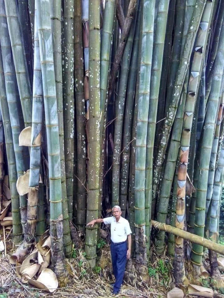 Huge Dragon Bamboo Seeds | Perennial Ornamental Privacy Plant | Fast Shiping